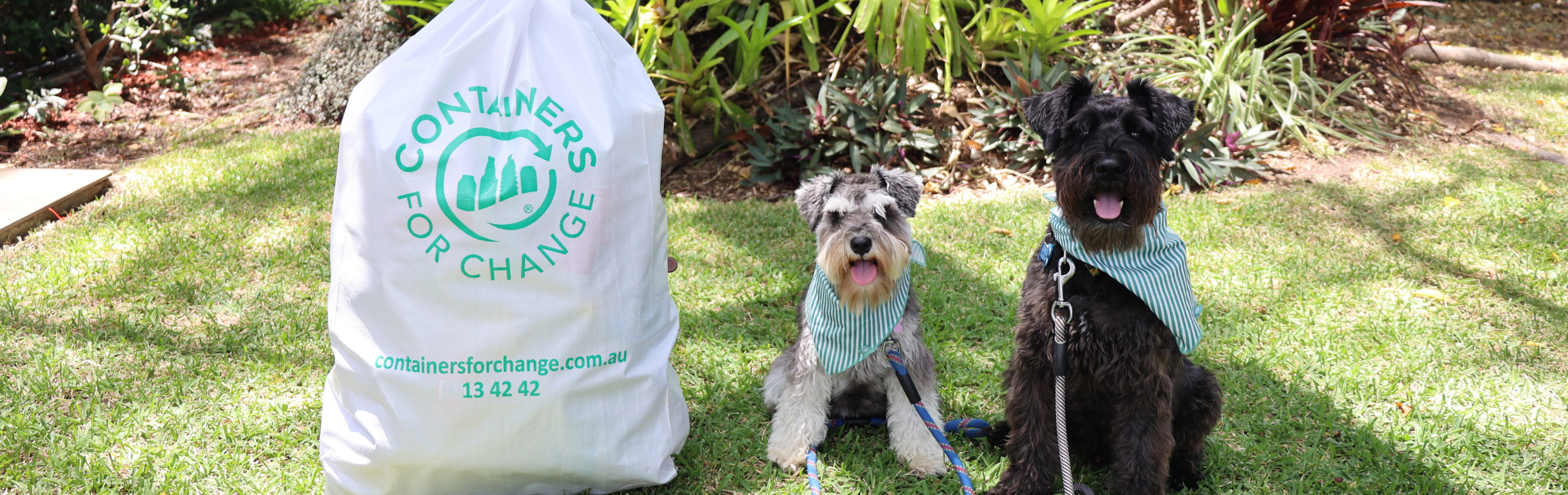 It’s raining cans and dogs: Schnauzer Rescue Queensland turn recycling into rescue | Containers for Change Queensland