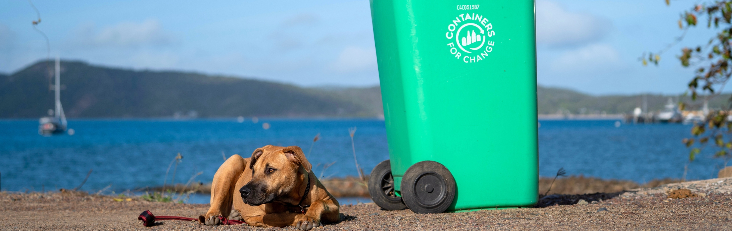 Remote animal charity celebrates major milestone | Containers for Change Queensland