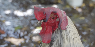 Perth City Farm returns 250 a week